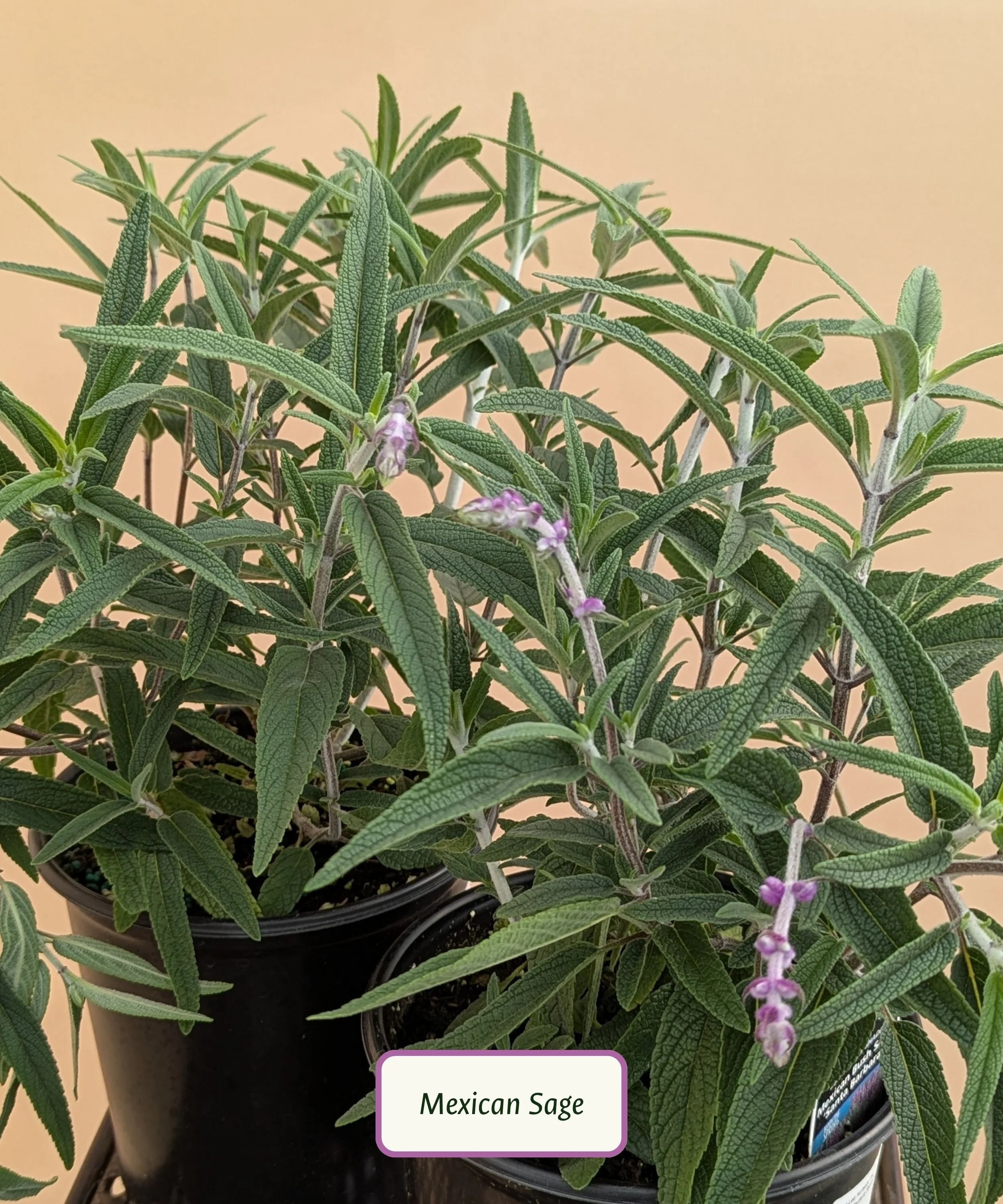 Mexican Sage.jpg