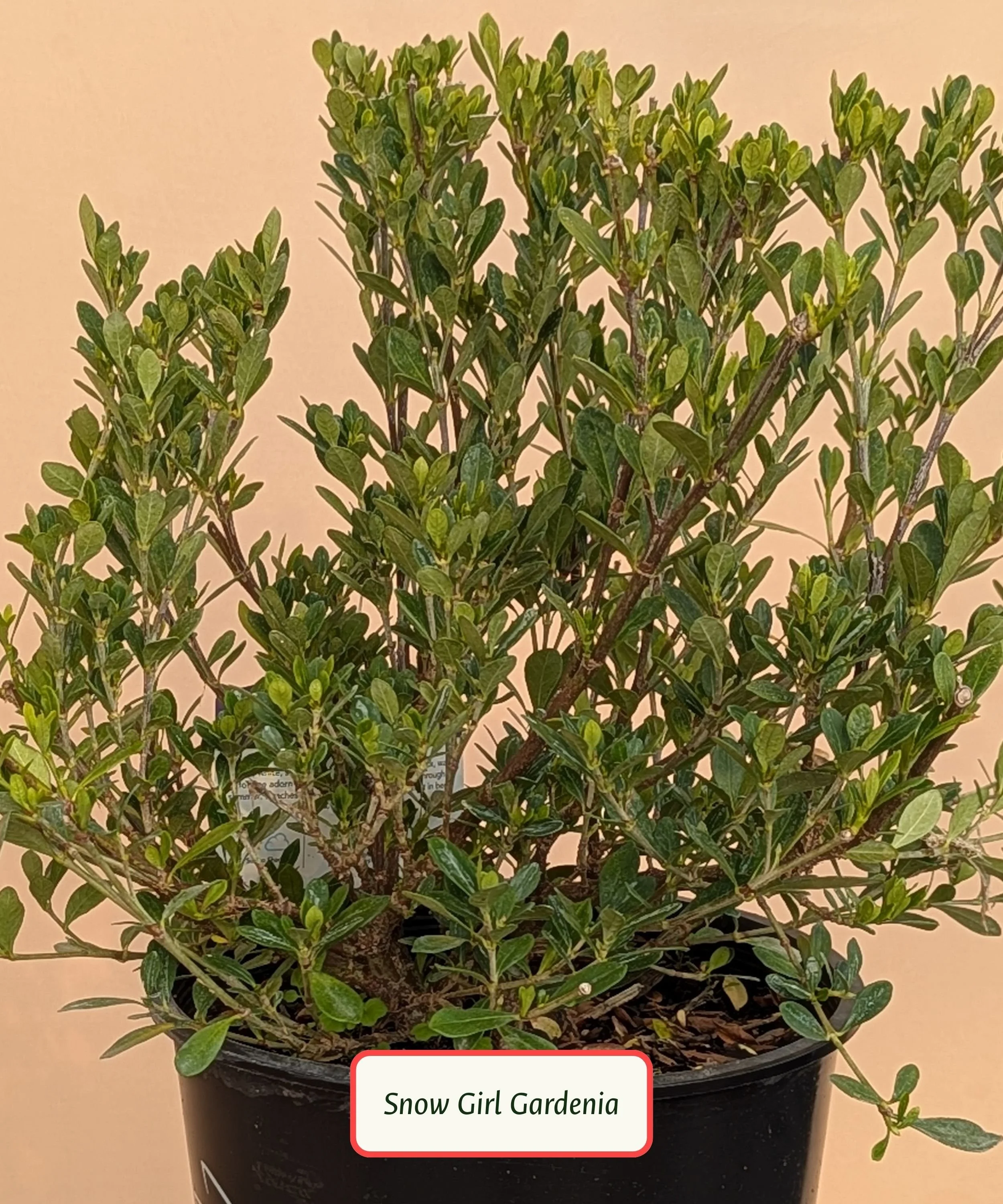 Snow Girl Gardenia.jpg
