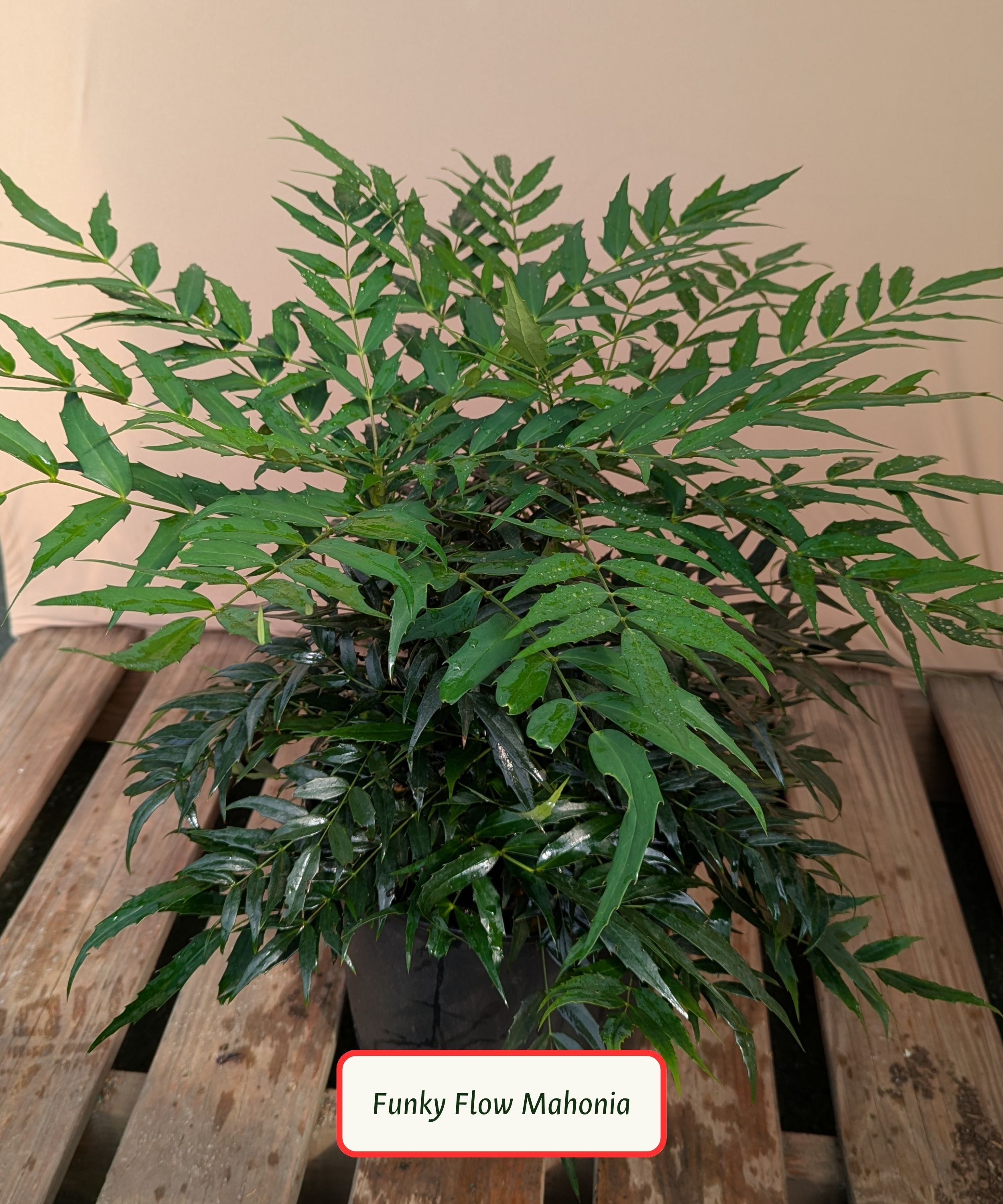 Funky Flow Mahonia.jpg