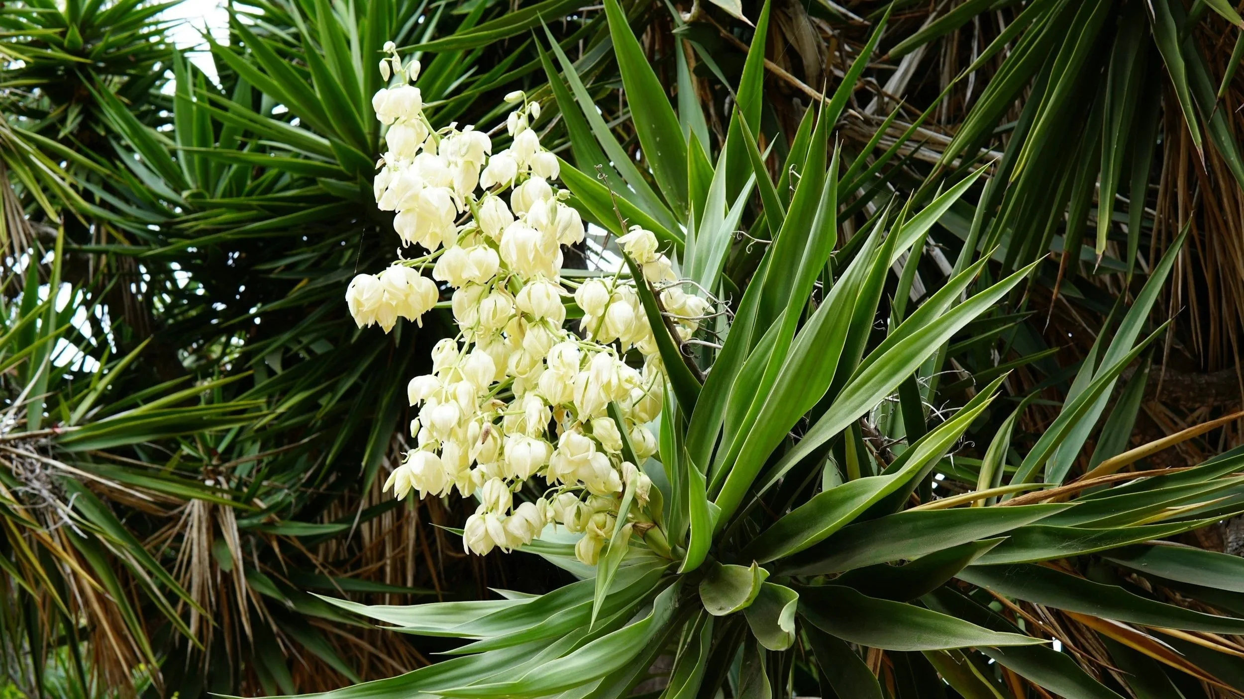 Yucca plant with yucca flowers in South Carolina