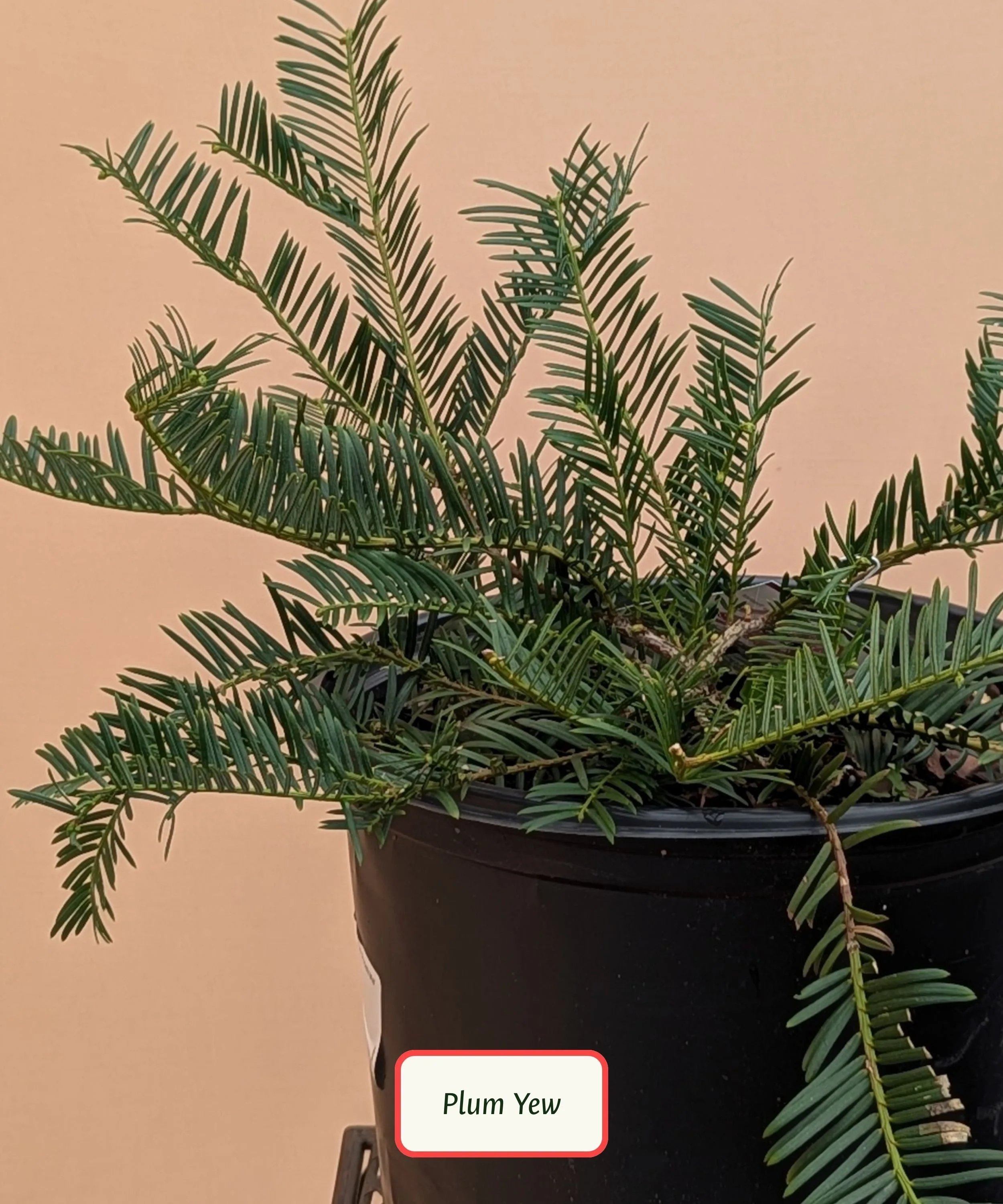 Plum Yew