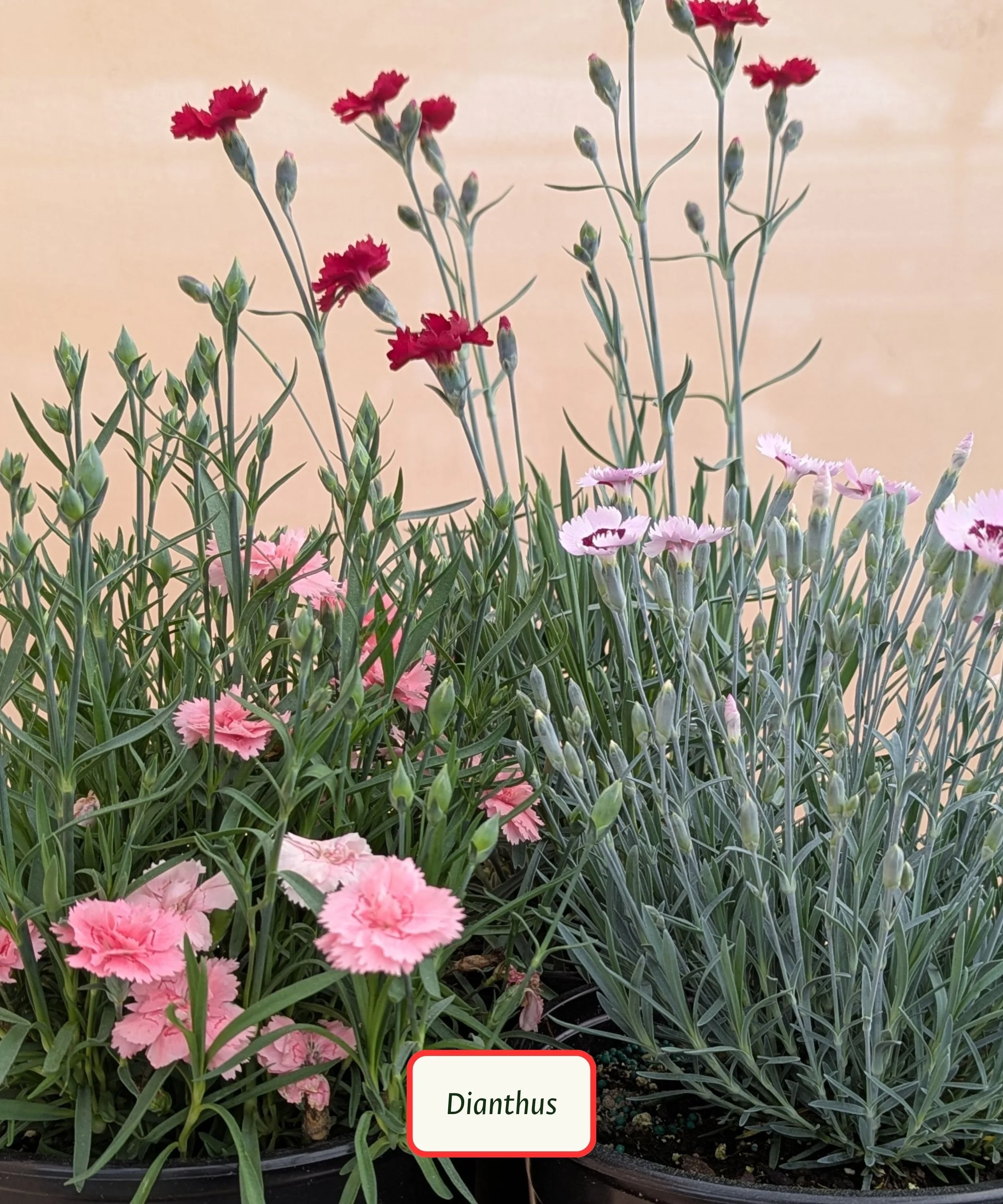 Dianthus.jpg