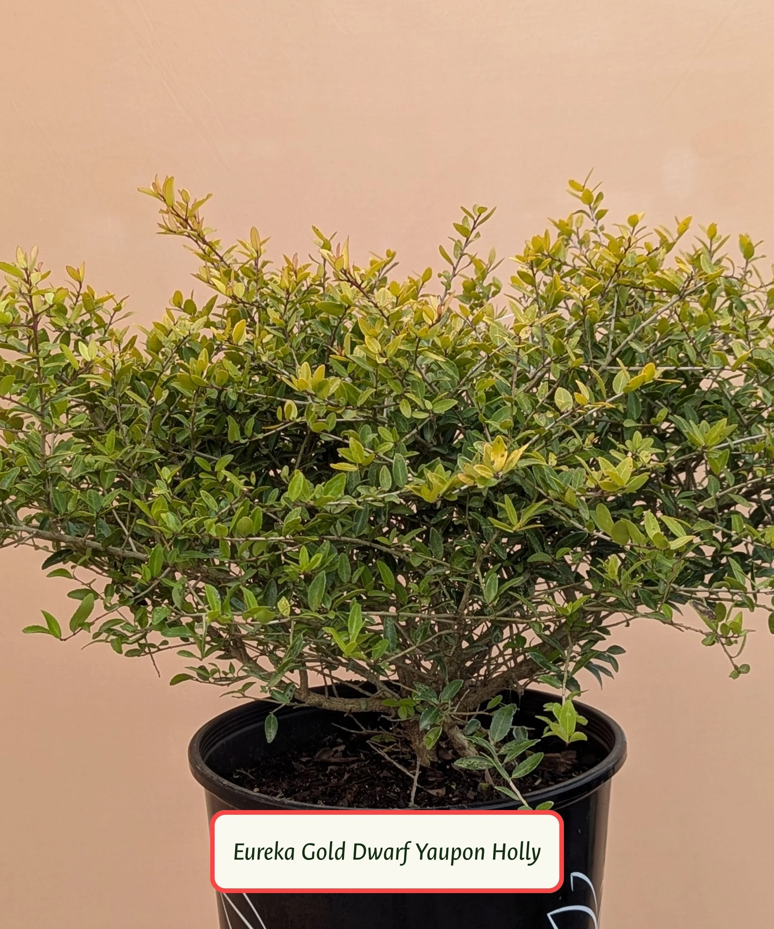 Eureka Gold Yaupon Holly.jpg