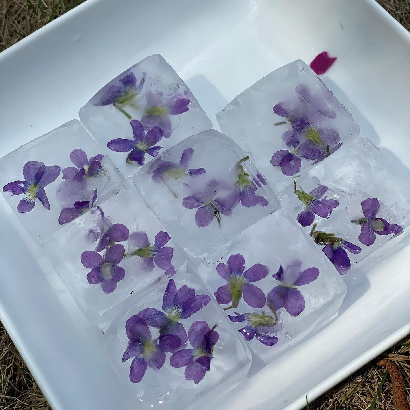 In my head, I&rsquo;ll make a couple hundred of these violet-laced ice cubes over the next couple weeks, and save them for the @antiquesgardensbham event at @bbgardens this fall. 
.
In reality, it *might* just be these eight&hellip; 🤦🏼&zwj;♀️
.
#sp