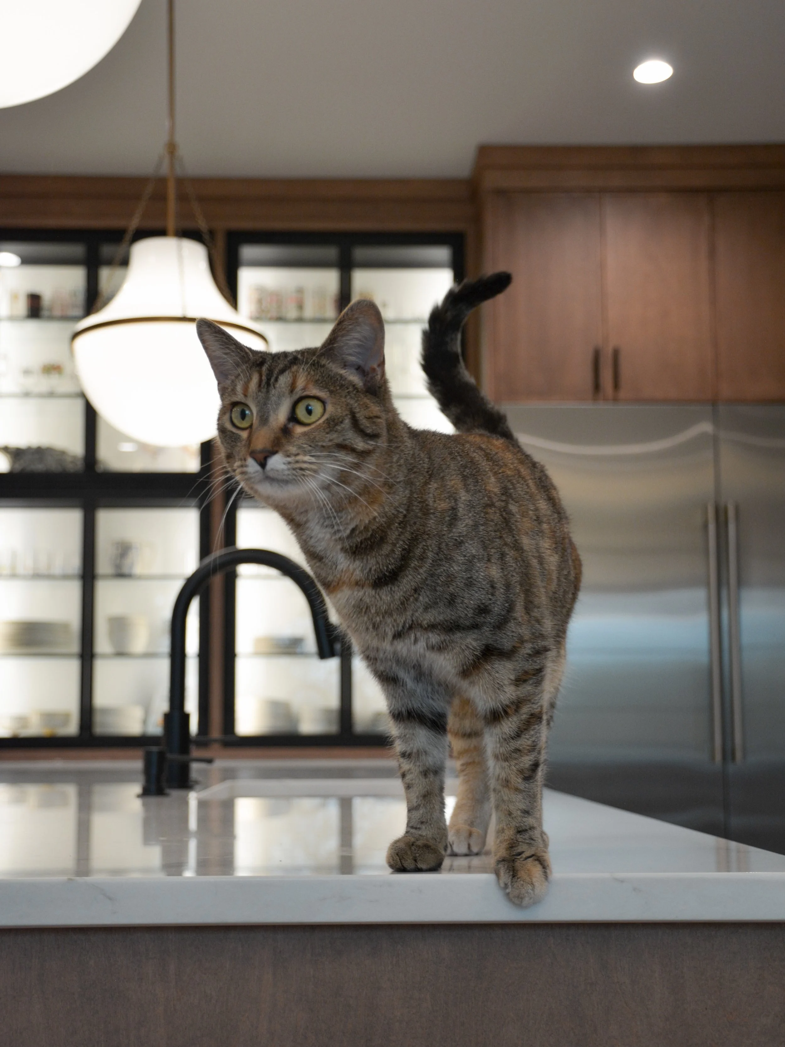 A modern, eclectic kitchen with one very important addition we can&rsquo;t take credit for. 😉✨

&bull;
&bull;
#louisvilleinteriordesign #louisvilleinteriordesigner #louisvilleinteriors #louisvillebusiness #louisvillelocal