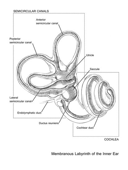 Inner Ear, pen and ink, 2010.