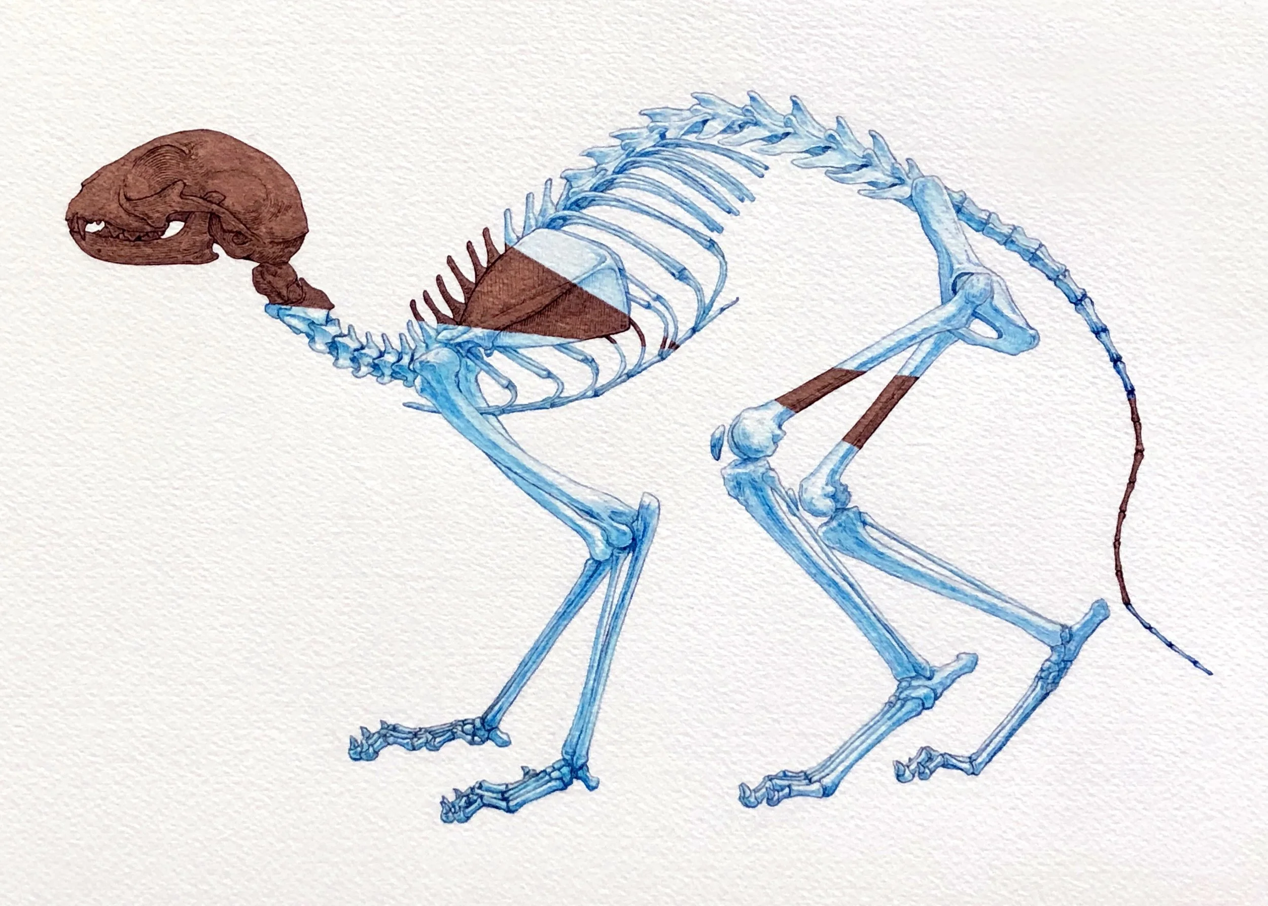 Cat Skeleton, Mix Media, 2020.