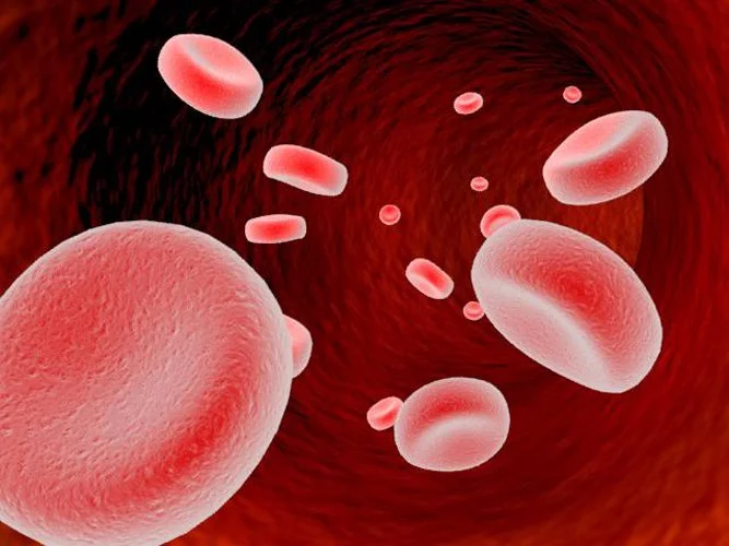 Red Blood Cell, 3dsMax, 2010.