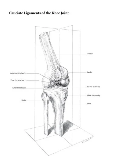 Cruciate Ligaments of the Knee Joint, graphite, 2009.