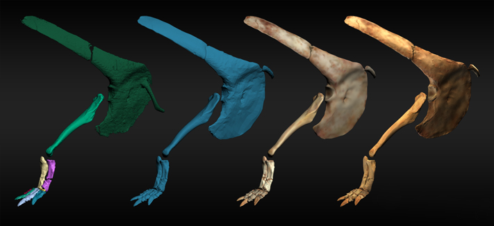 Digging Noasaurid Forelimb Reconstruction Progression, 3dsMax, 2011.