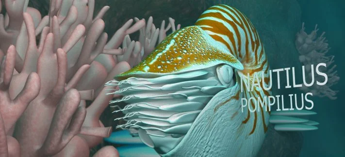 Nautilus Pompilius, Maya and Photoshop, 2010.