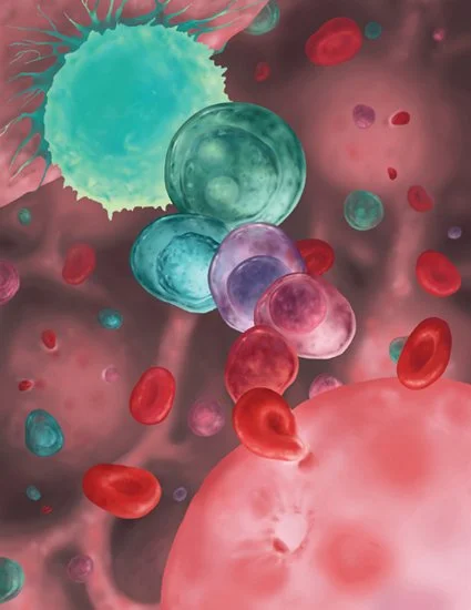 Hematopoietic Stem Cell, Photoshop, 2010.