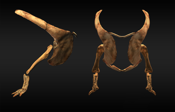 Digging Noasaurid Forelimb, 3dsMax, 2011.