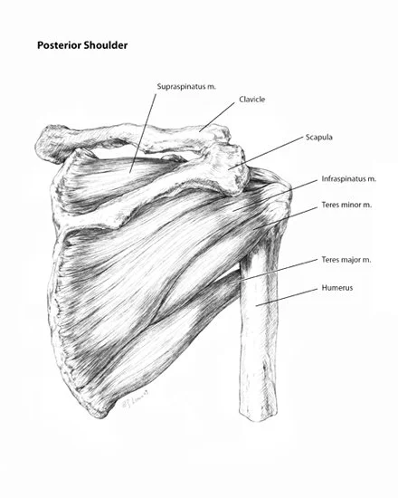 Posterior Shoulder, graphite, 2009.