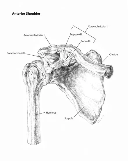 Anterior Shoulder, graphite, 2009.