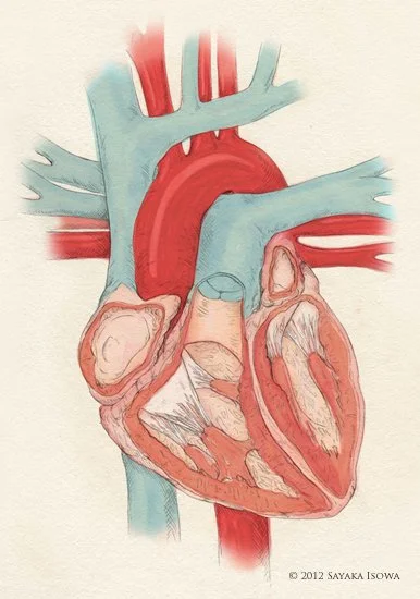 Heart, graphite, marker & Photoshop, 2012