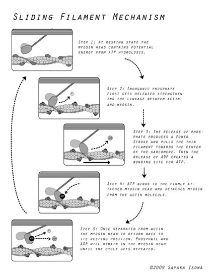 Sliding Filament Mechanism, Illustrator, 2009.