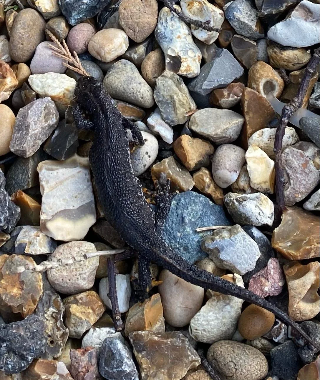 Great Crested Newt