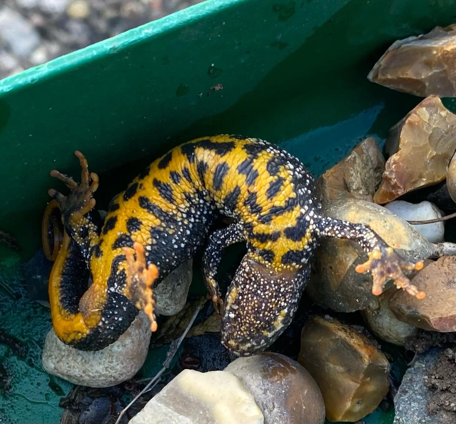 Great Crested Newt Upsidedown!