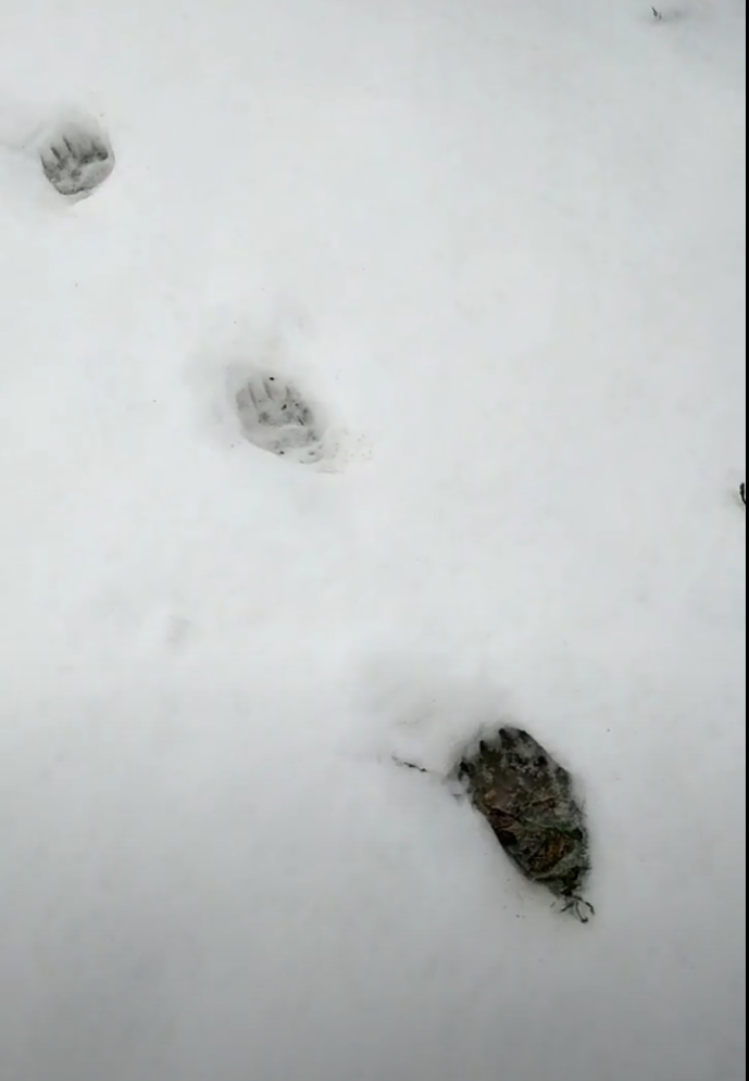 Screenshot 2022-02-11 234439.png