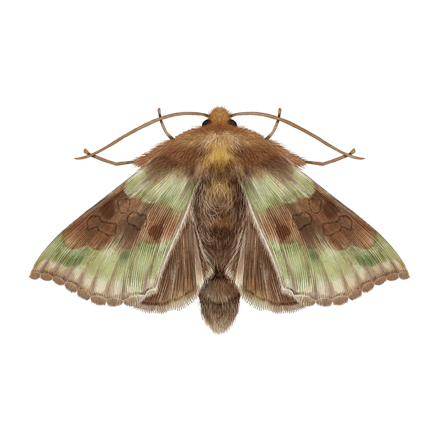 BURNISHED BRASS