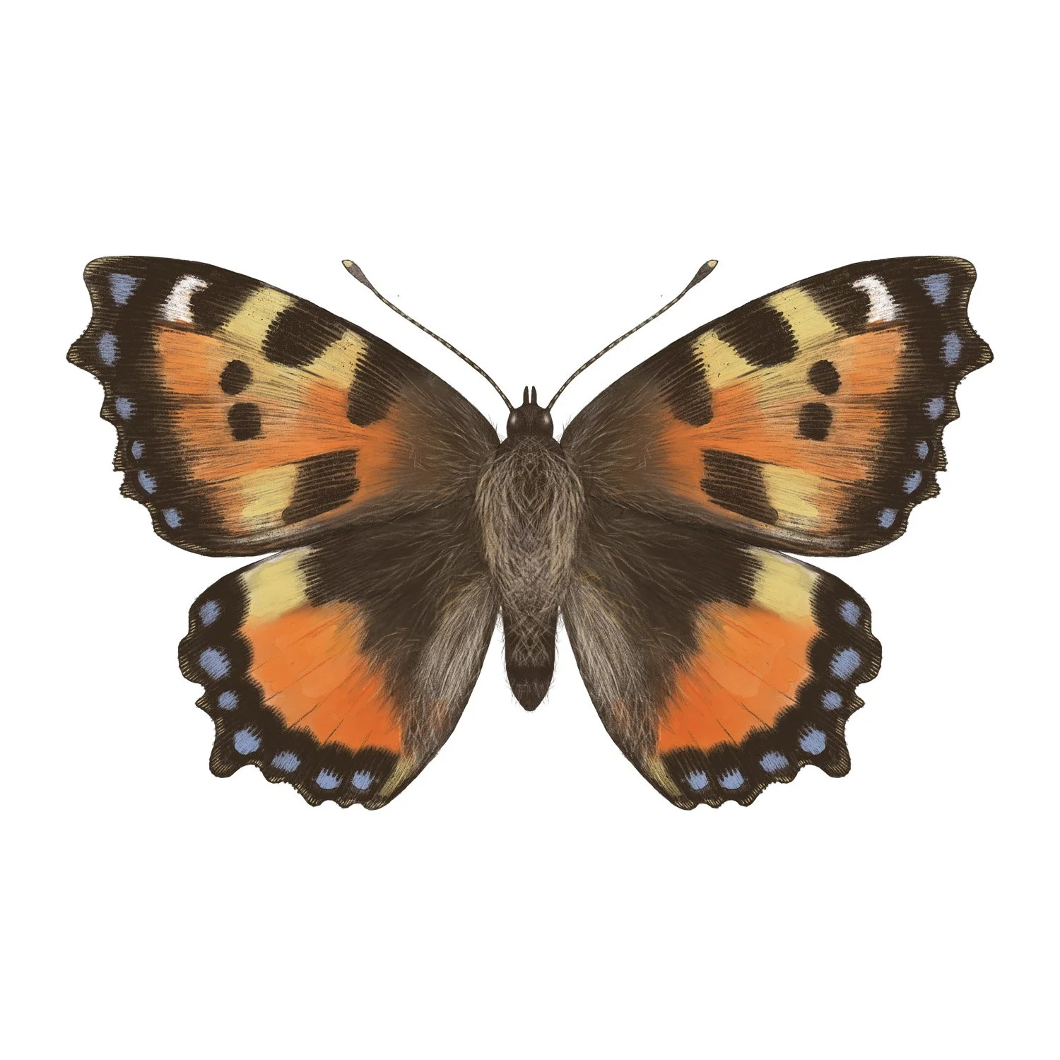 SMALL TORTOISESHELL