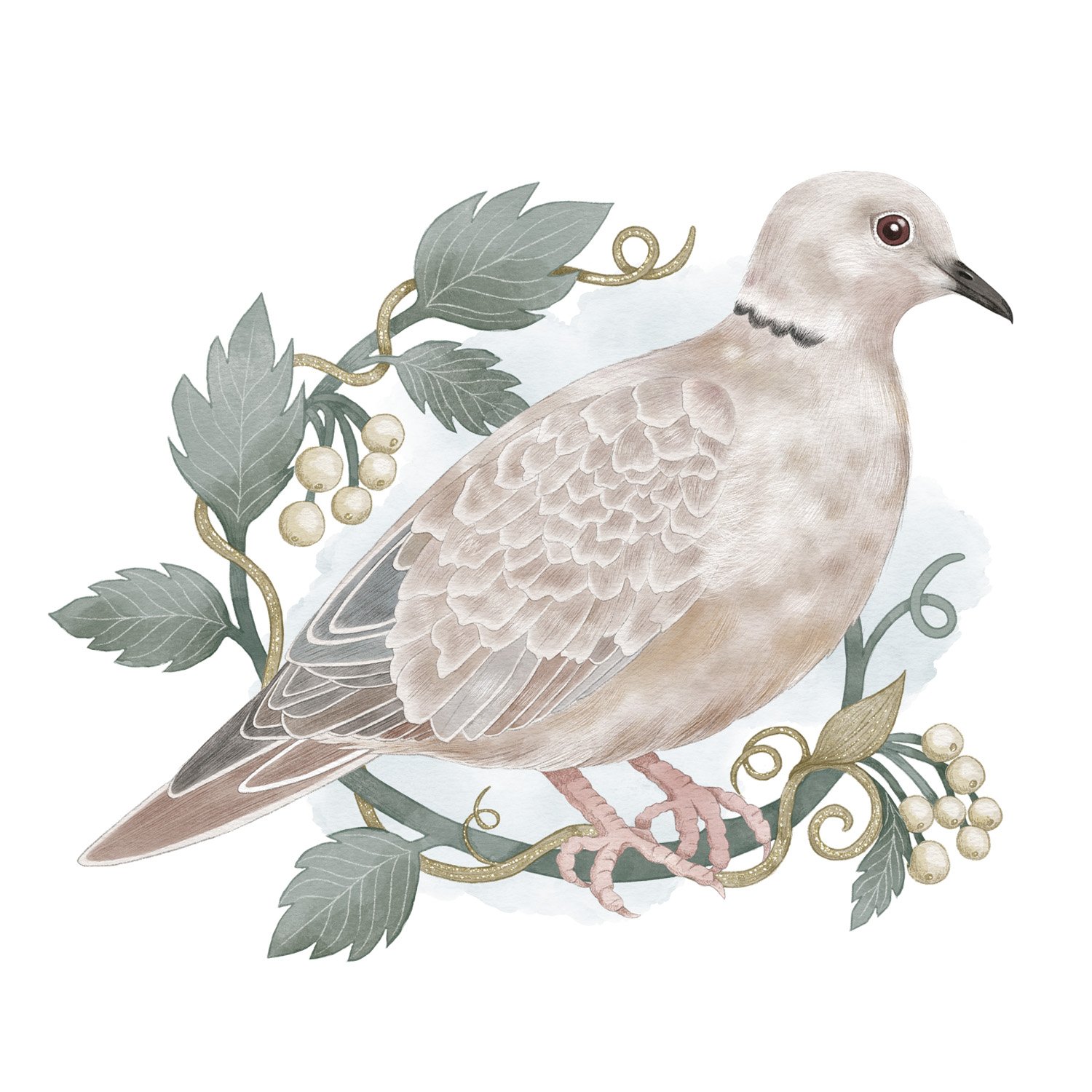 COLLARED DOVE - CRD103