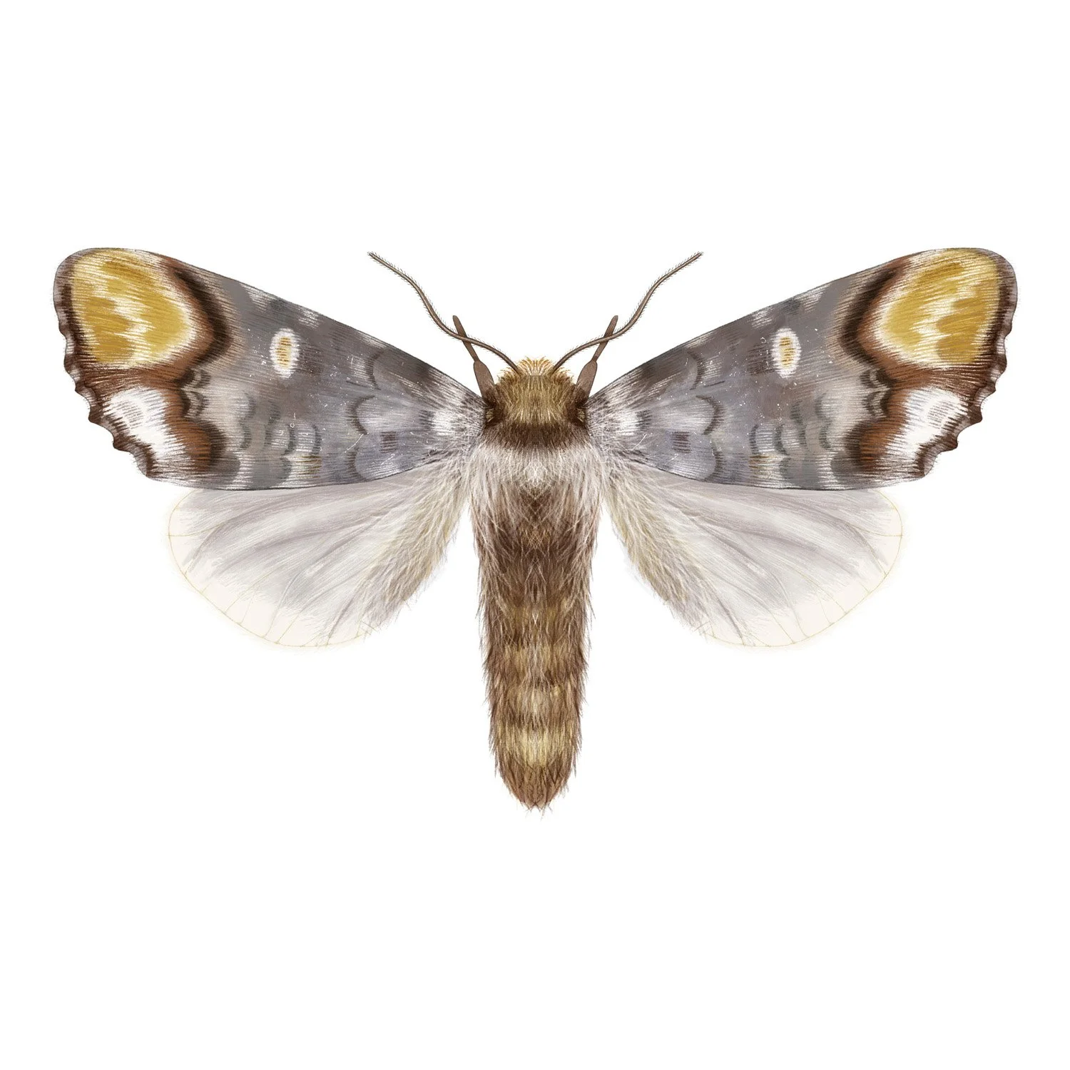 BUFF TIP