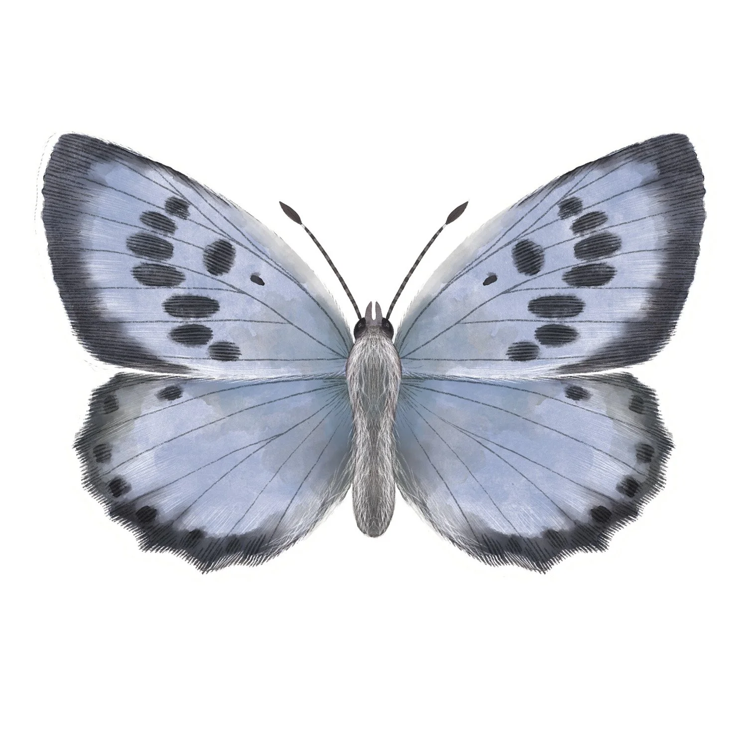LARGE BLUE