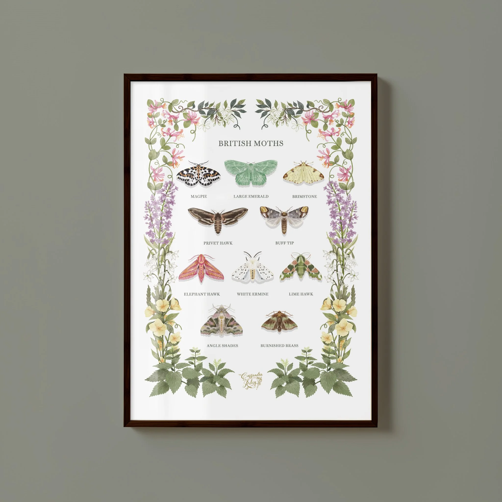 BRITISH MOTHS PRINT