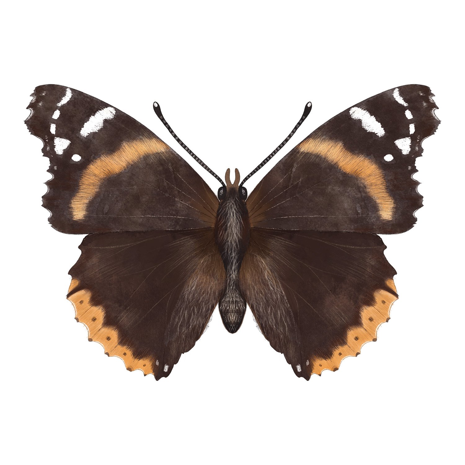 RED ADMIRAL