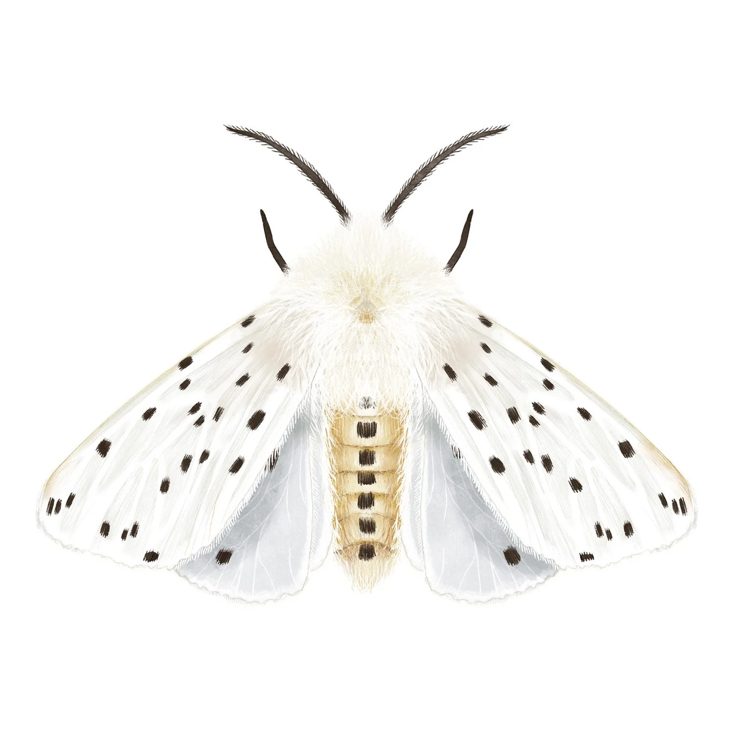 WHITE ERMINE