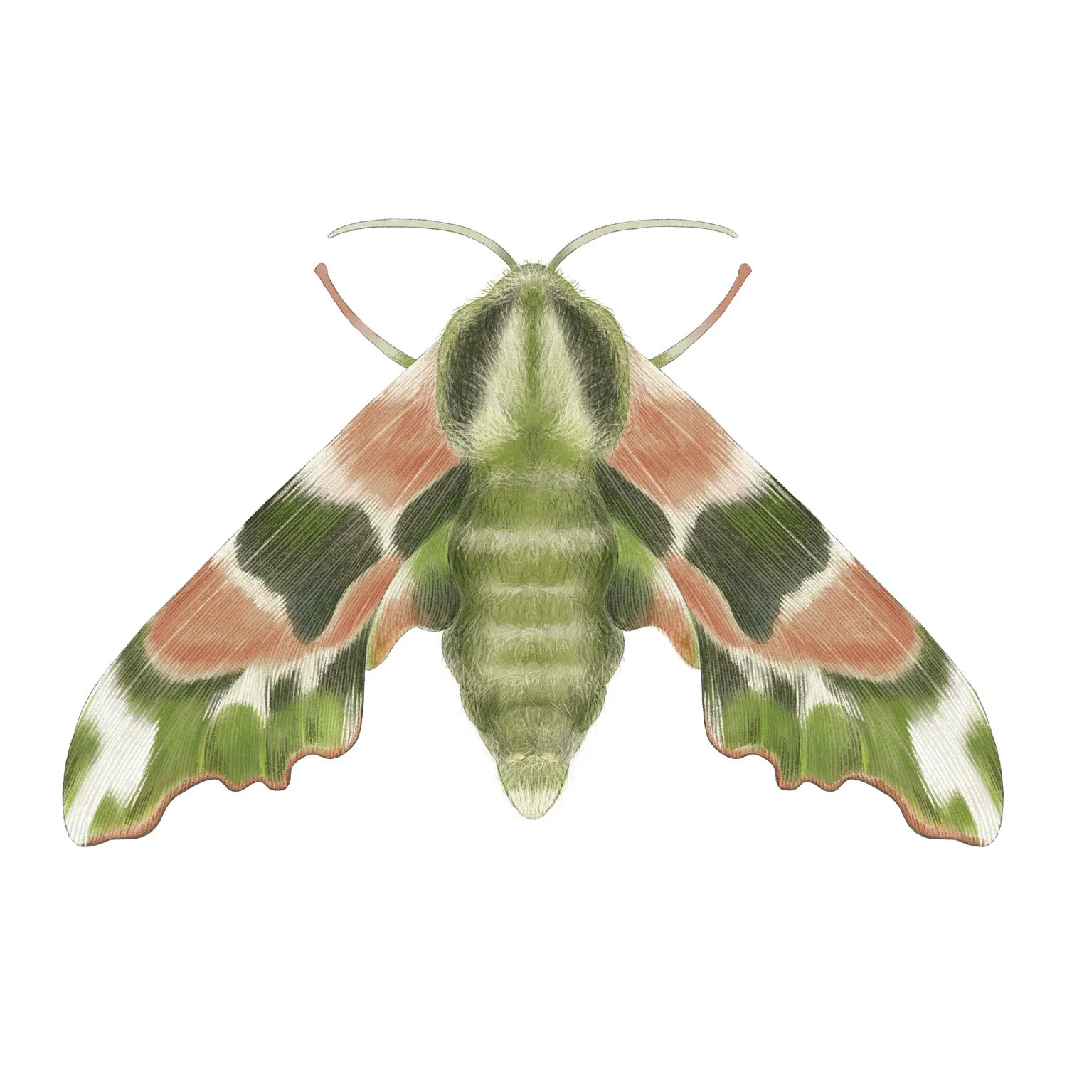 LIME HAWK