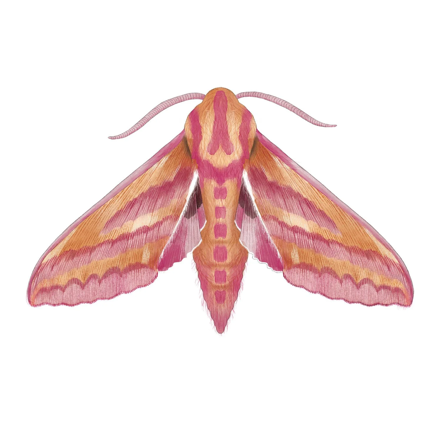 ELEPHANT HAWK