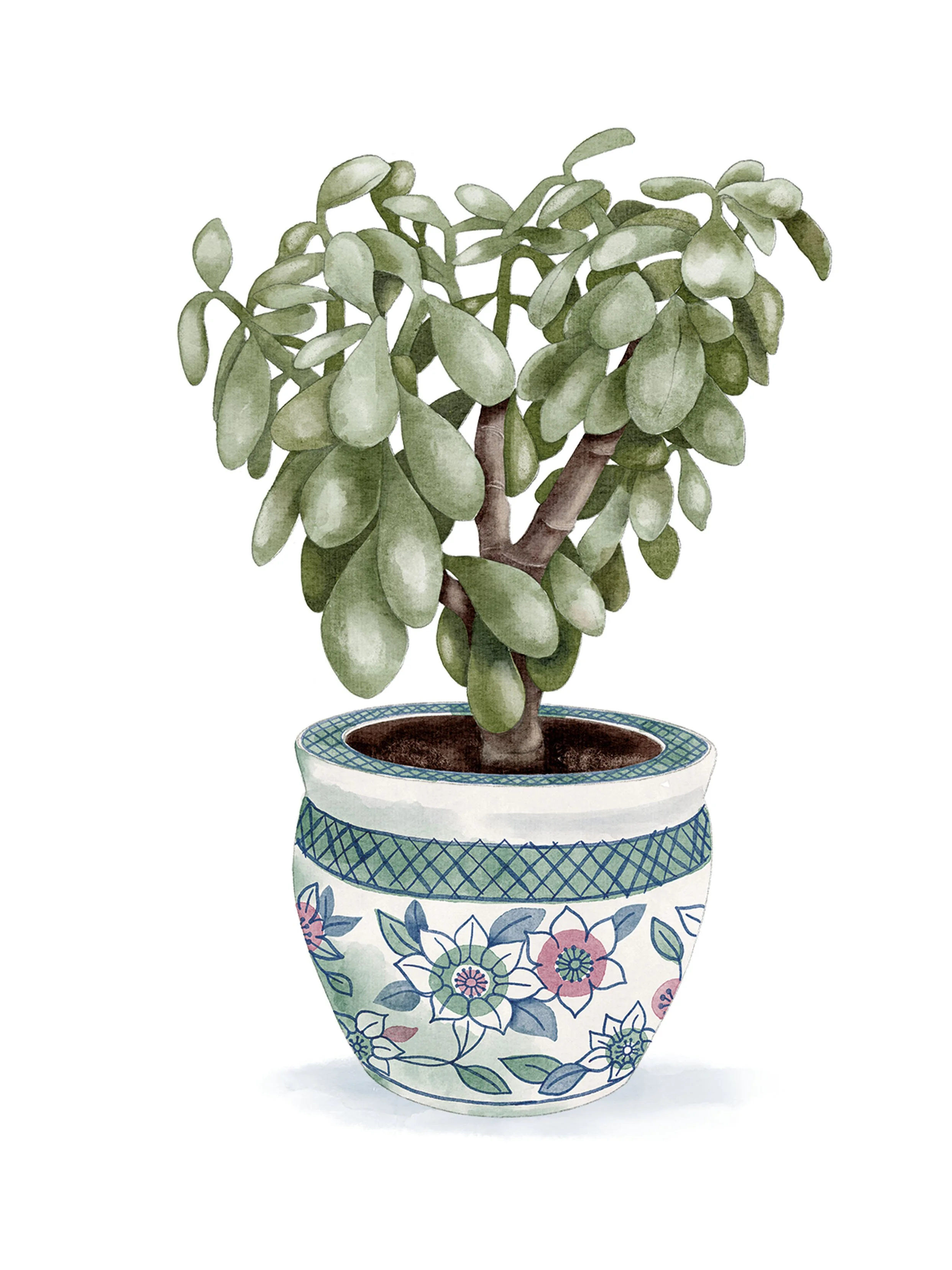 JADE PLANT - CRD108