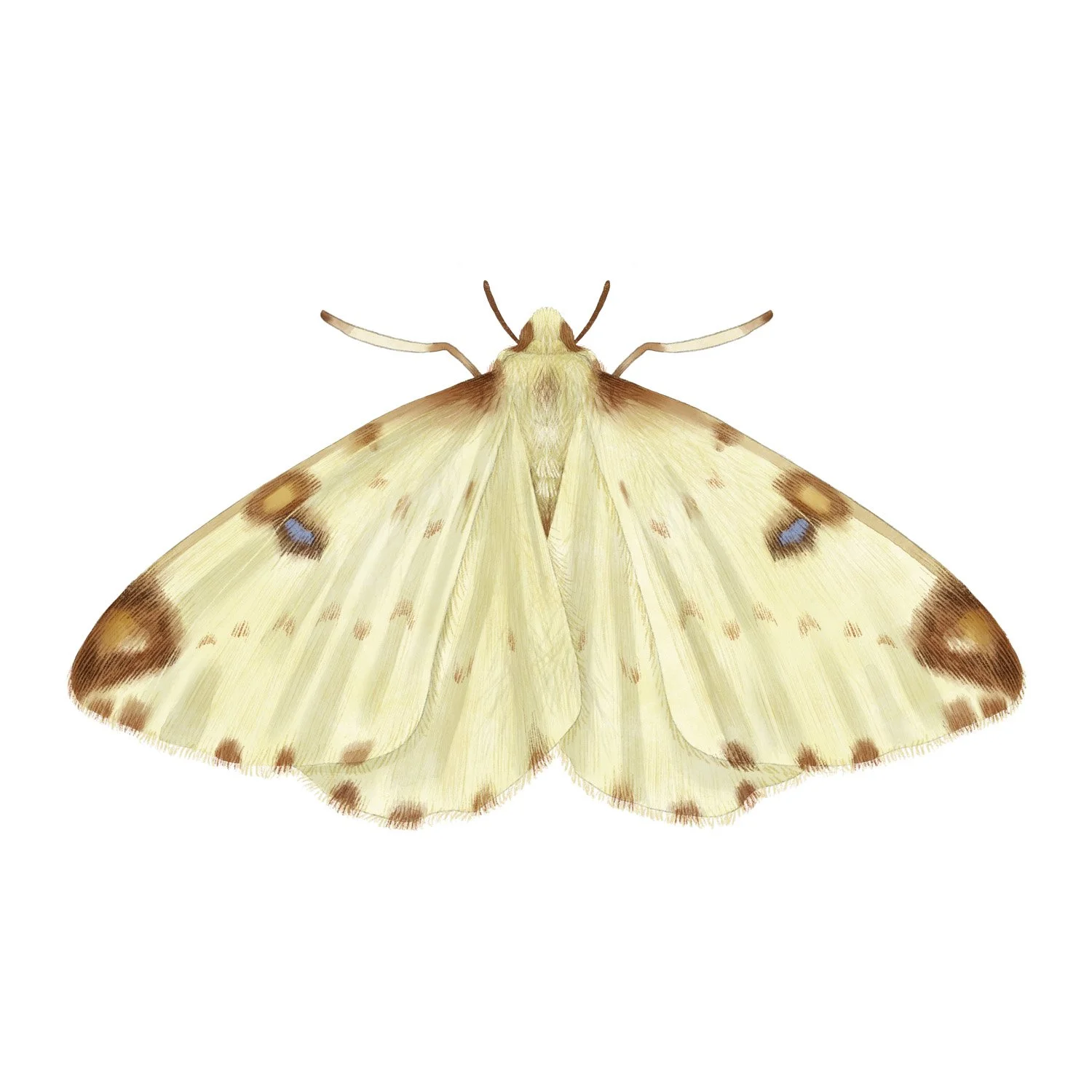 BRIMSTONE