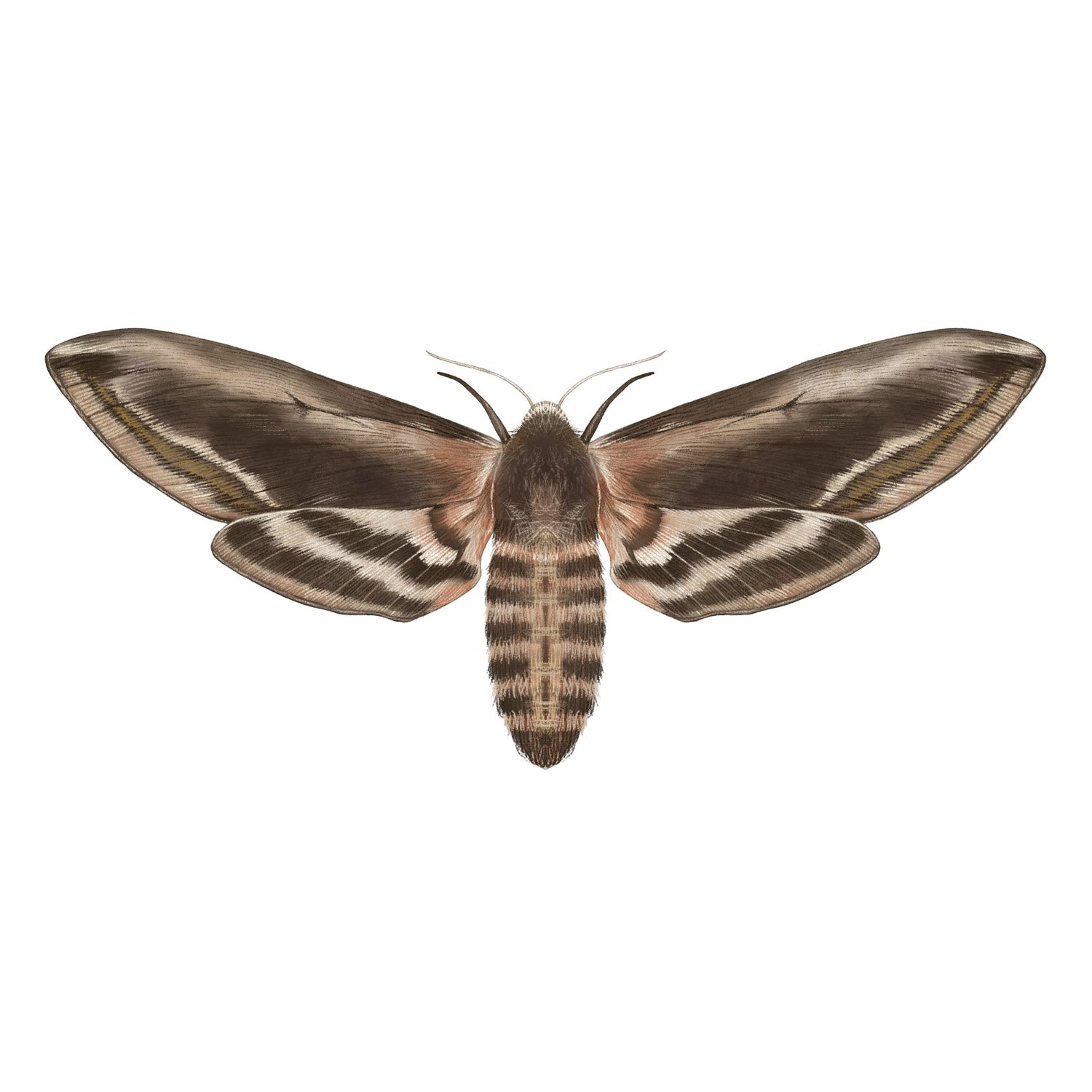 PRIVET HAWK