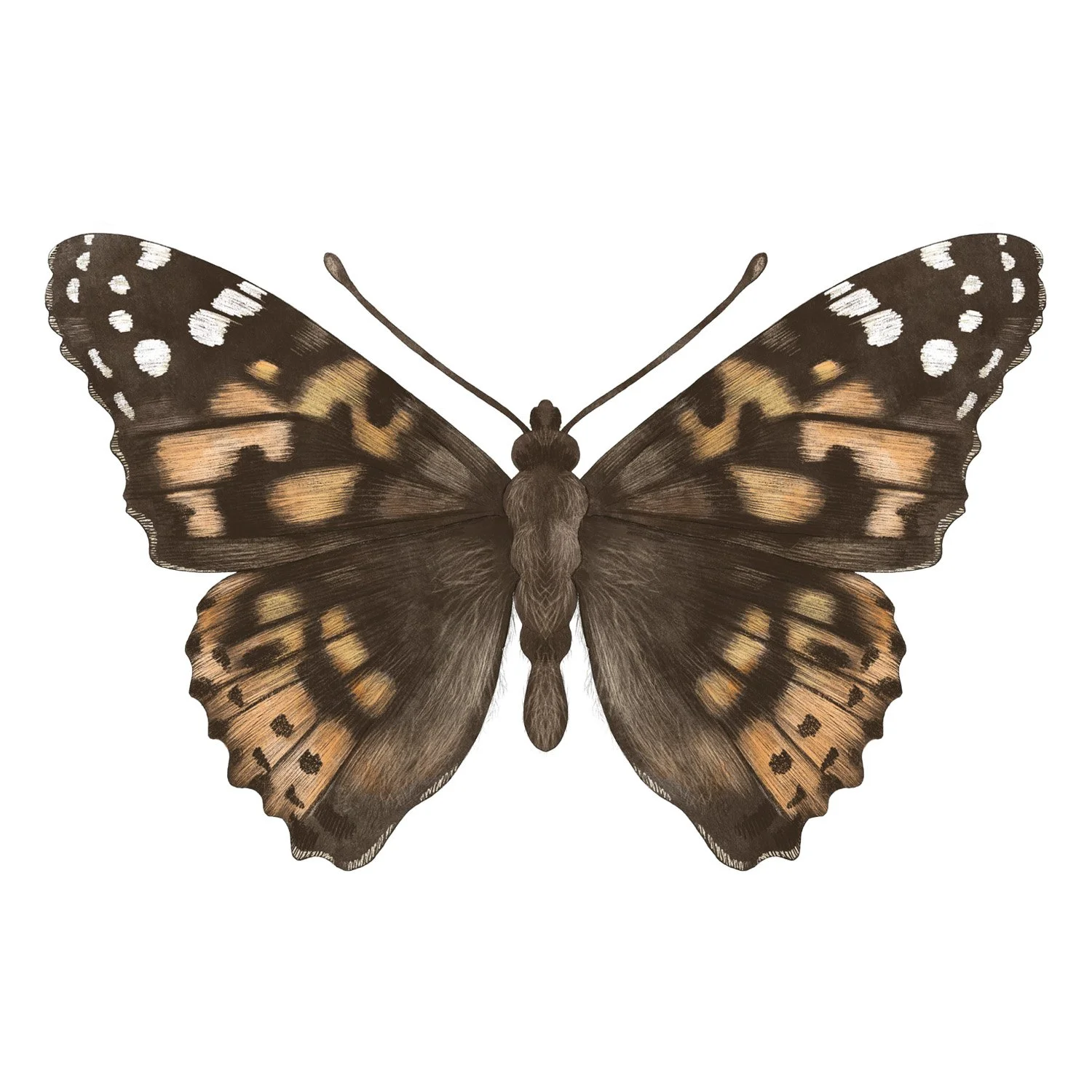 PAINTED LADY