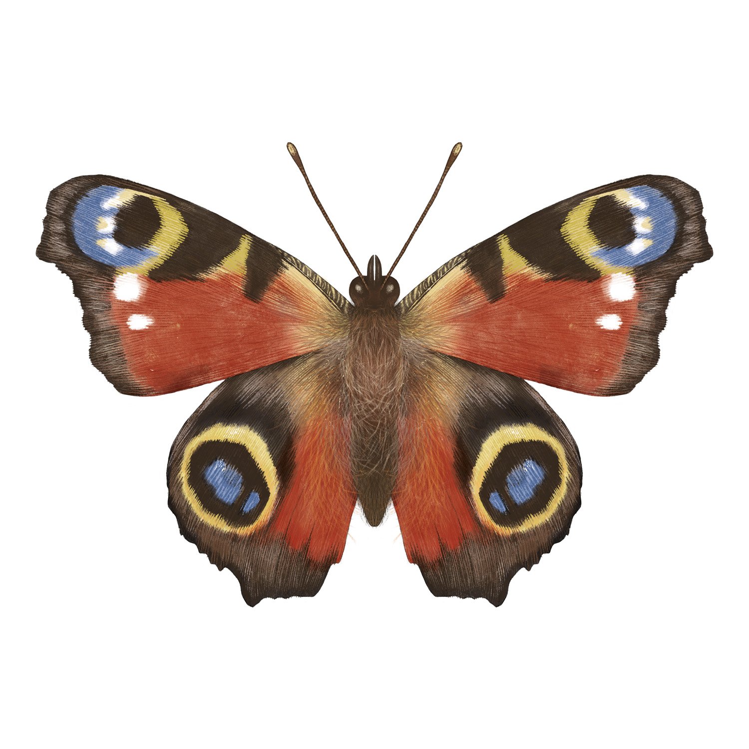 PEACOCK