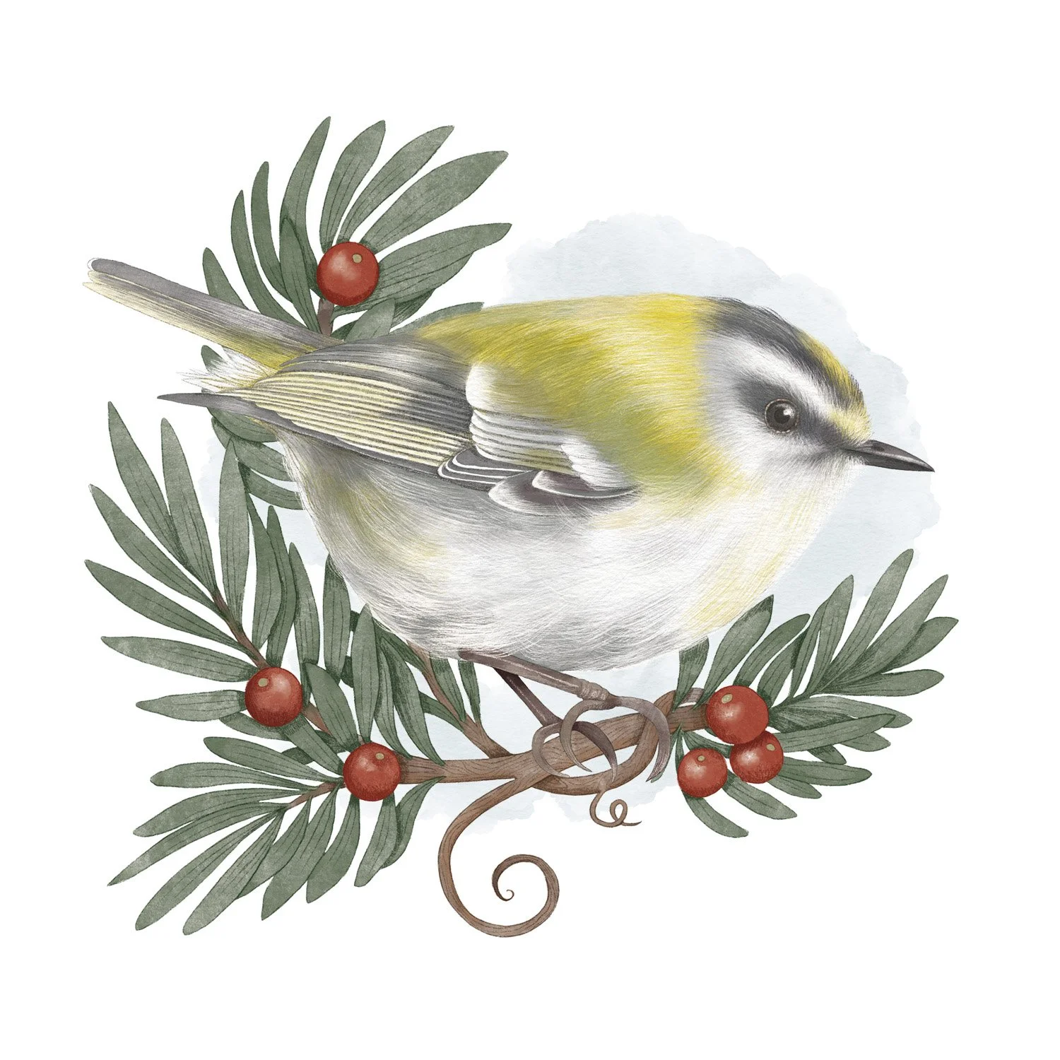 GOLDCREST - CRD101