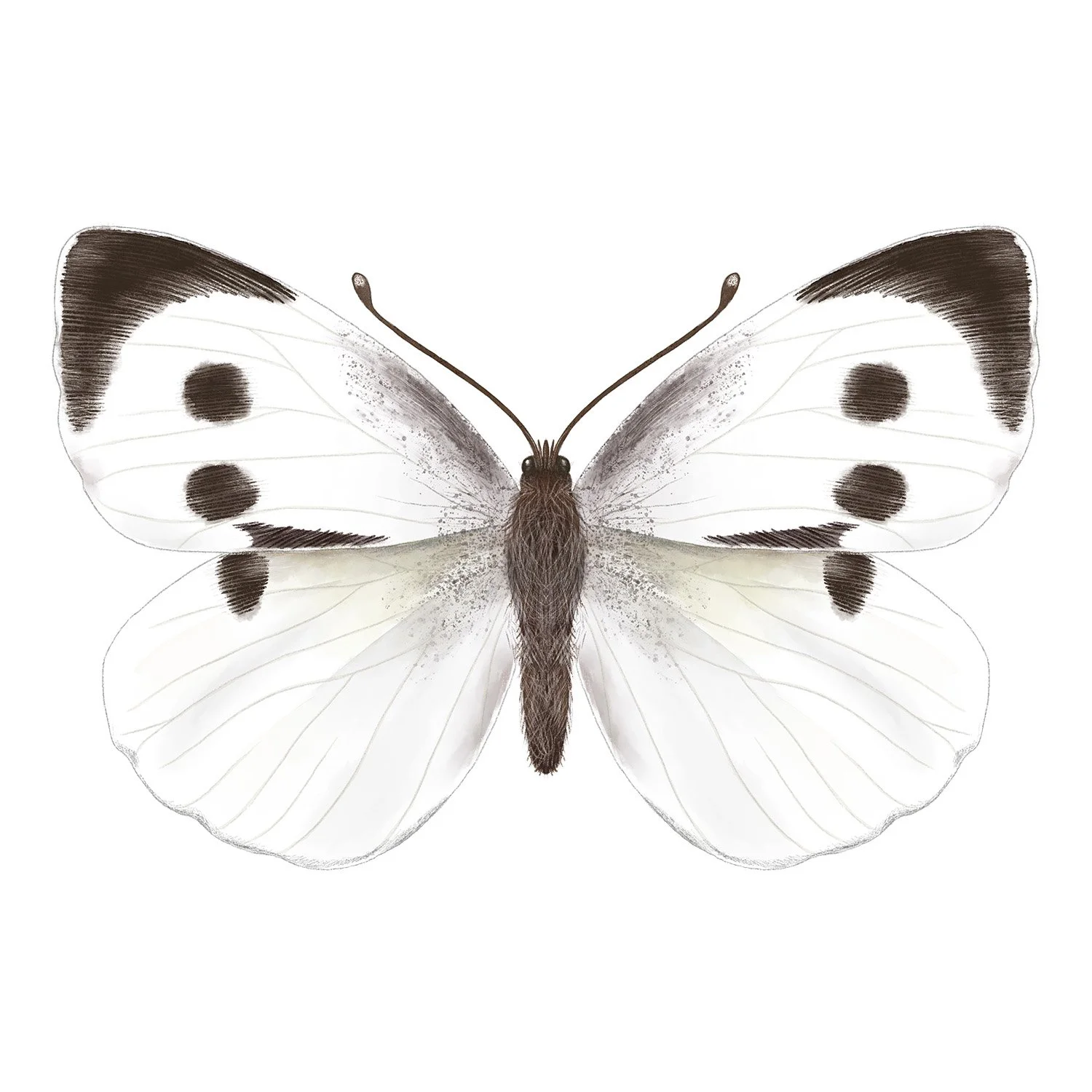 LARGE WHITE