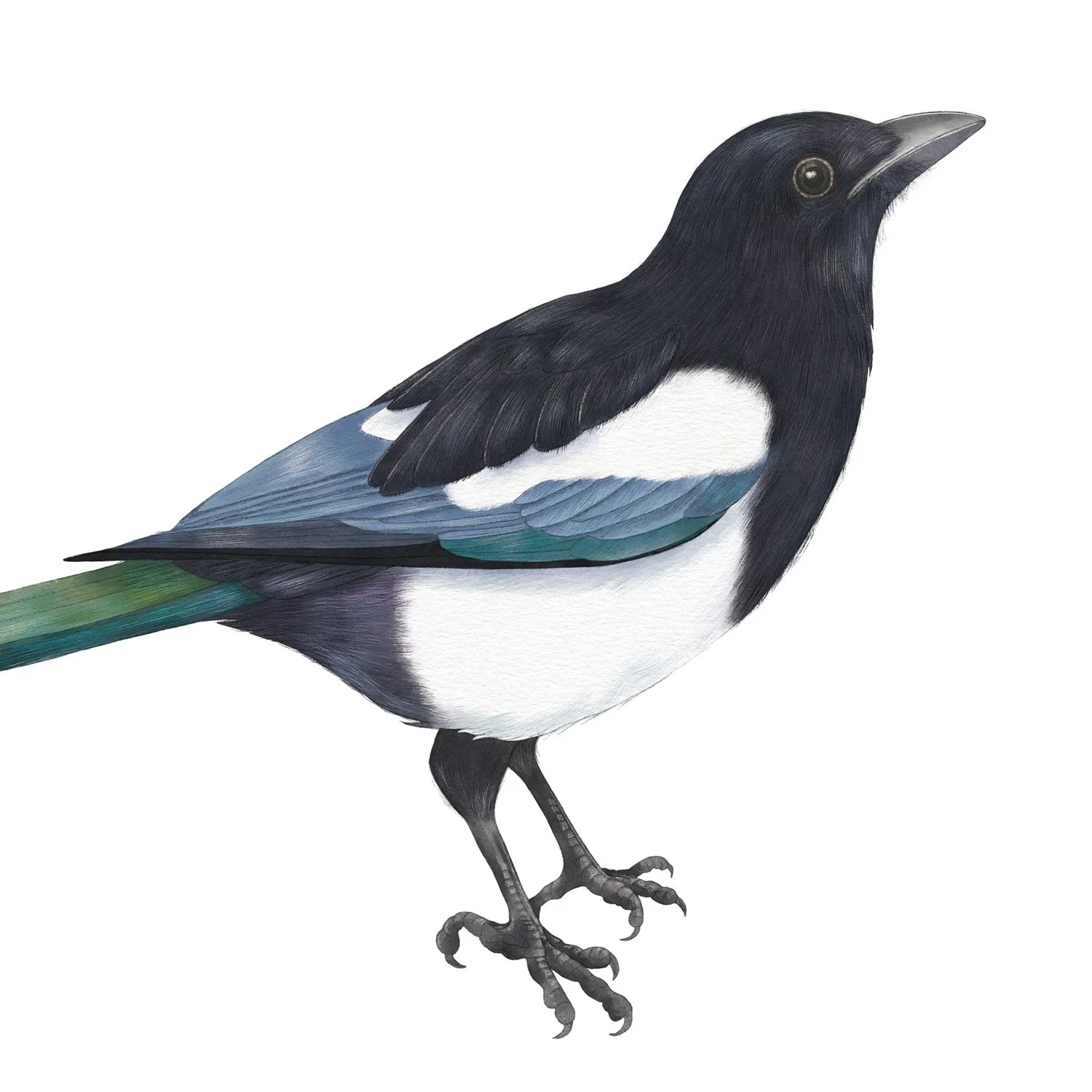 MAGPIE - CRD104