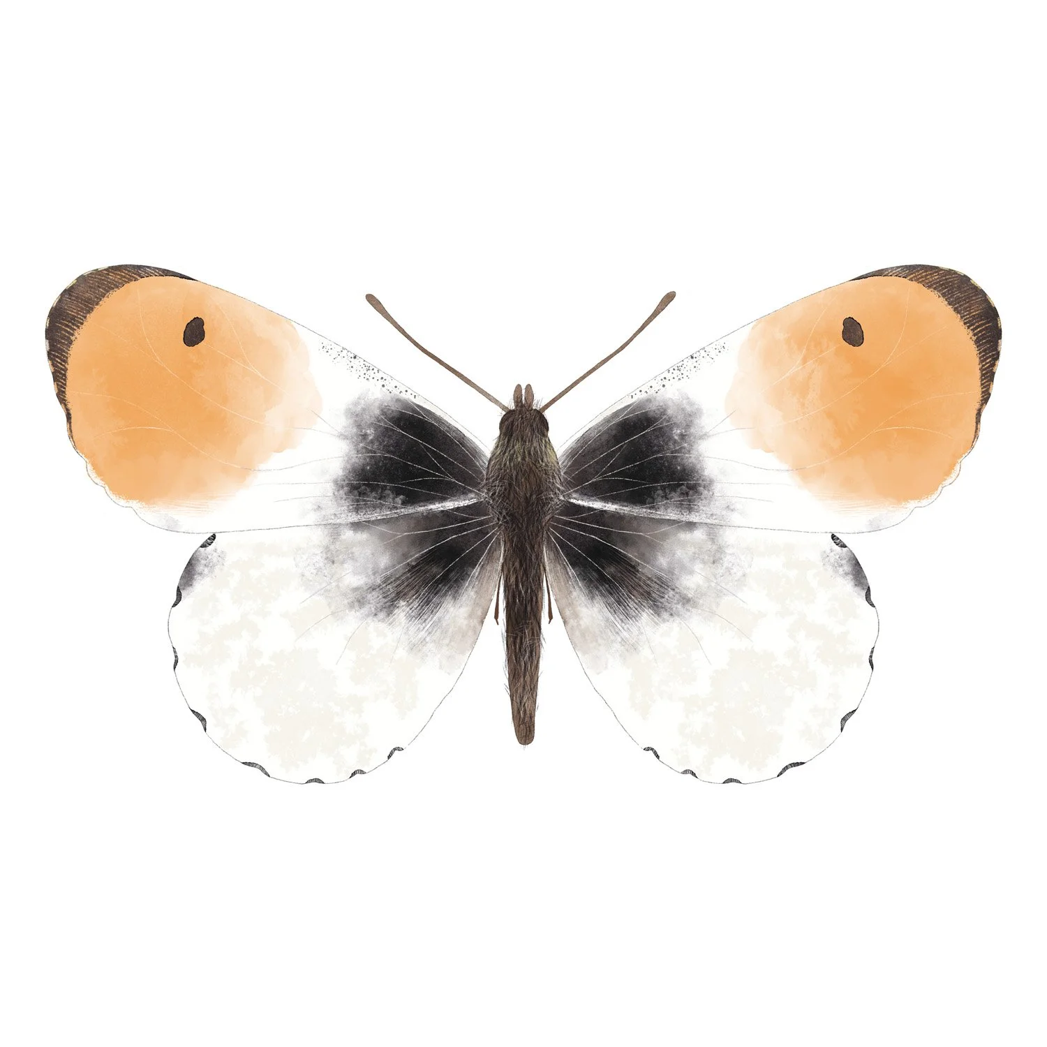 ORANGE TIP