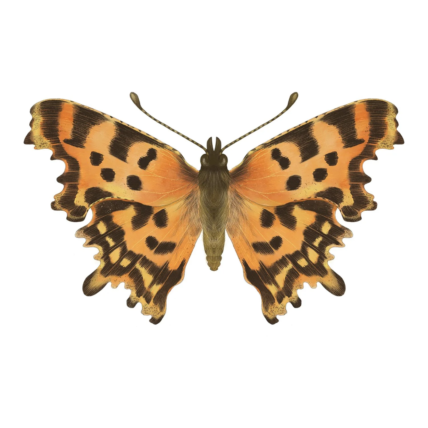 COMMA