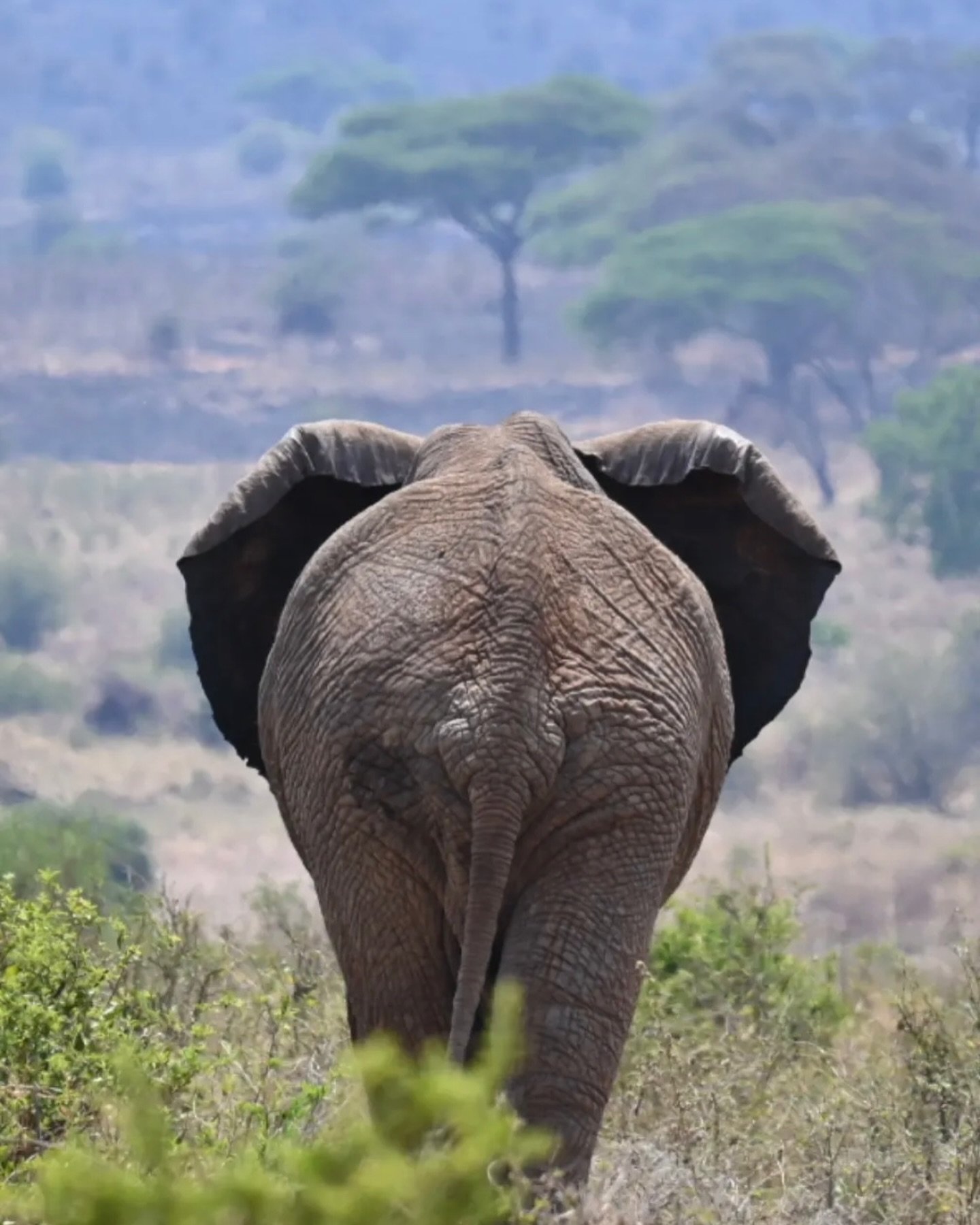 Recent sightings captured by Roho guests @aditlous 👀 🐘 🐆 🦁 

#rohosafaris #guestphotos #tanzaniasafari #eastafricasafari #serengeti #tarangiresafari #ngorongorosafari #africanelephant #leopardkill #wildlion #younglions