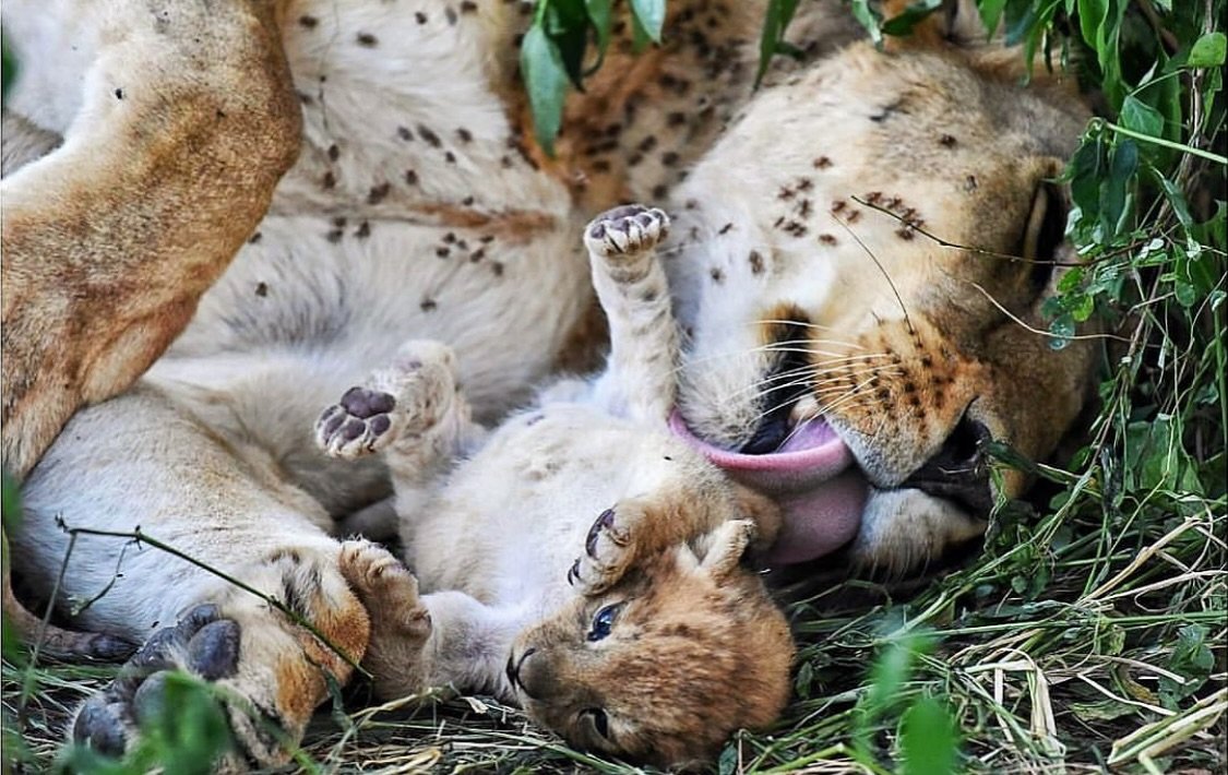 Celebrating World Animal Day with this sweet moment between a lioness and her cub 🦁 Our passion is bringing you into the wild to witness wild animals up close. Thank you for sharing your love for animals with us! 🌍❤️ 
📸 by @peterbruins 

#rohosafa