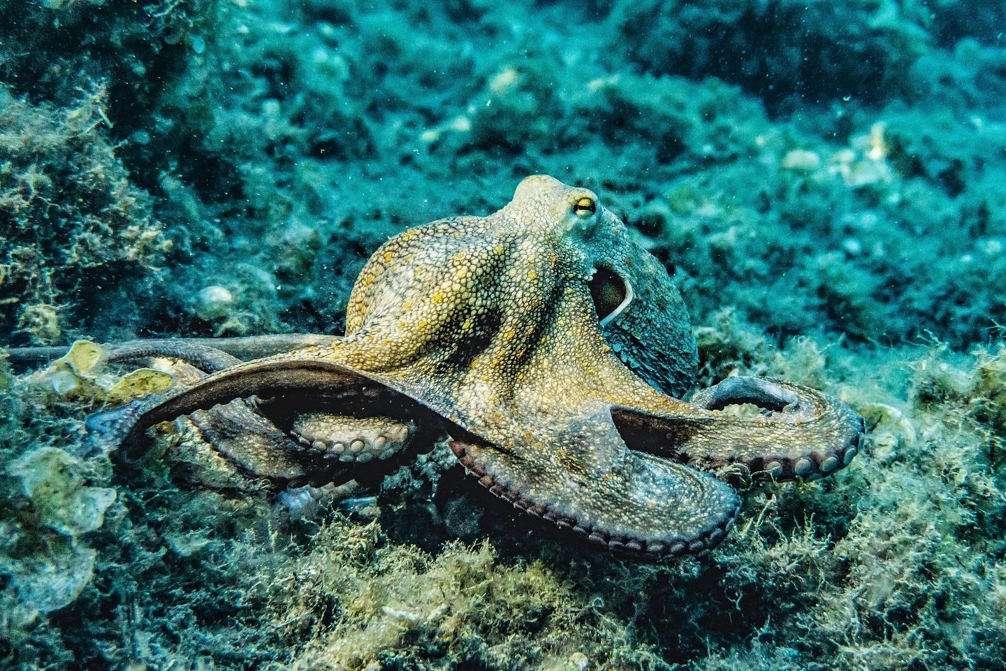 We don&rsquo;t only adore land wildlife in Tanzania; we also love our marine wildlife! 🐙✨ On this World Octopus Day, I&rsquo;m (👋🏼 Meaghan) reminded of an unforgettable snorkeling experience with Peter at the @themantaresort. I came across a mesme