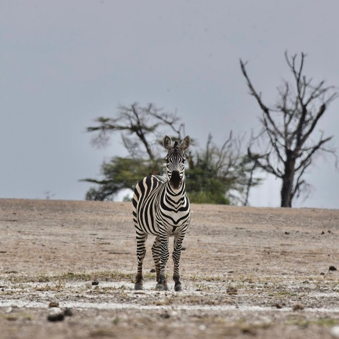 October in Tanzania: the land is dry, the skies are vast, and the animals wait with anticipation. With the November rains just around the corner, the savannah is at its most golden. Nature&rsquo;s quiet before the storm. 🦓 🌾 

📸 @peterbruins 

#ro