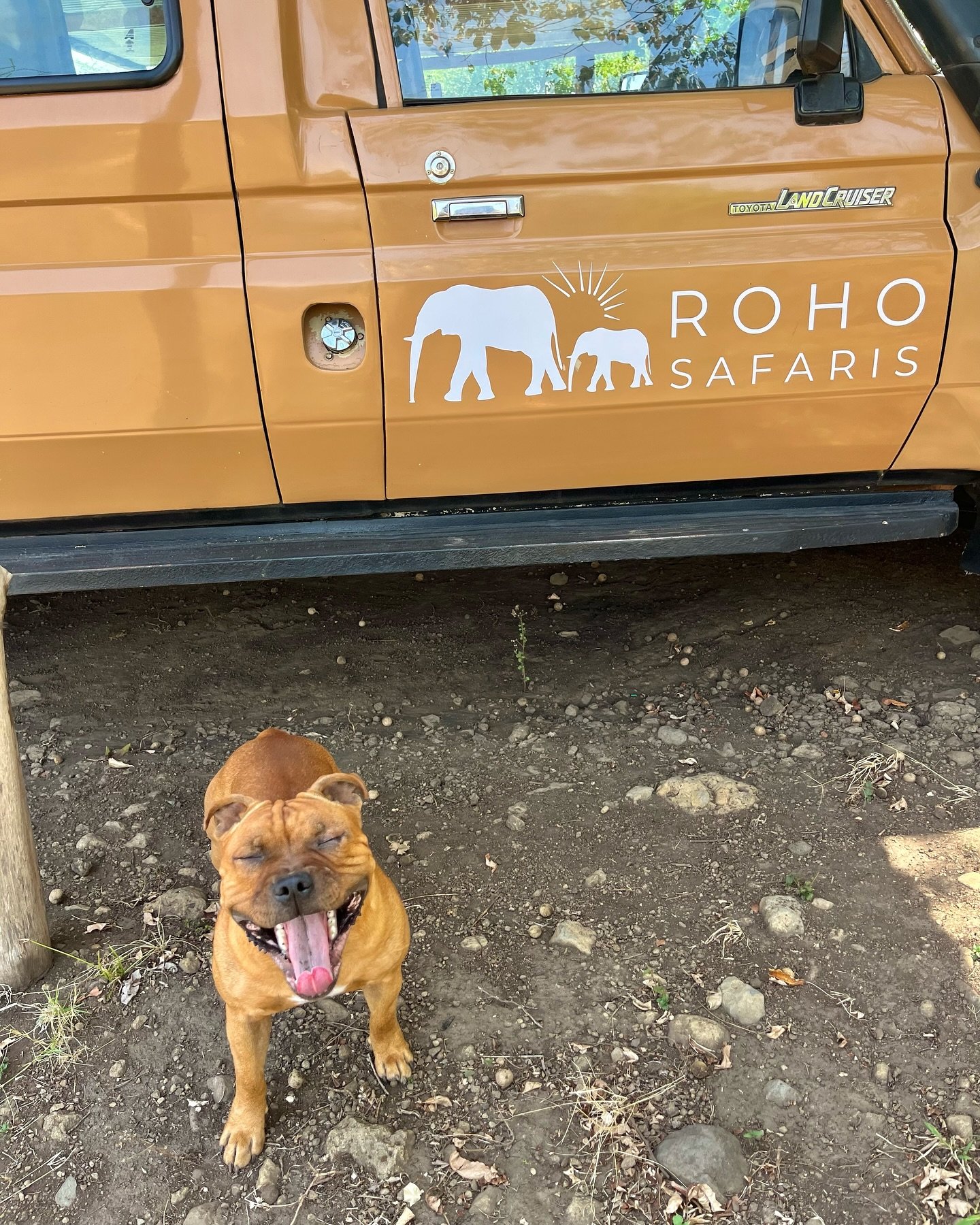 It&rsquo;s our dog Kiboko&rsquo;s first birthday! 🥳 &ldquo;Kiboko&rdquo; translates to &ldquo;hippopotamus&rdquo; in Kiswahili 🦛 He is not the most productive assistant, but the cutest! 😉 🎈 

#rohosafaris #kiboko #hippopotamus #hippo #staffy #com