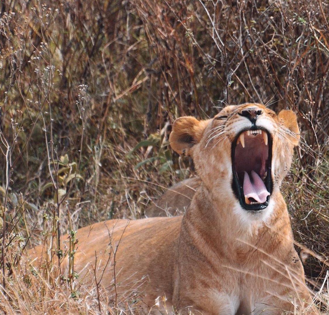 It&rsquo;s Sunday, stay in bed a little while longer! 🥱 🦁 
📸 @peterbruins 

#rohosafaris #lionness #lionyawn #wildlifeyawning #tanzaniawildlife #serengetiwildlife #tanzaniasafari #funnyanimals #wildlifephotography